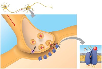 Diagram of chemical synapse and neurotransmitter release