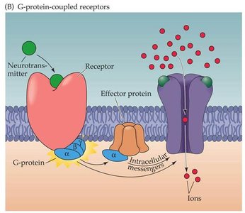 Diagram of G-protein-coupled receptor signaling at synapse