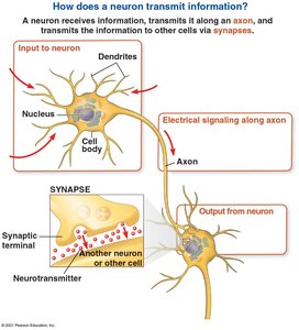 Diagram of neuron structure and synaptic transmission