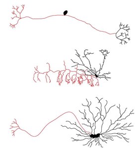Drawings of different neuron types