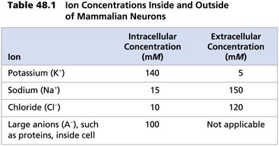 Table of ion concentrations inside and outside neurons