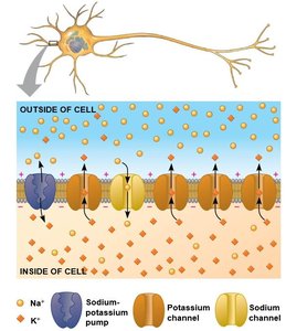 Diagram of sodium-potassium pump and ion channels