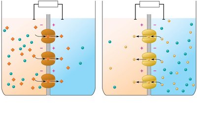 Model of resting potential with selective permeability to K+ and Na+