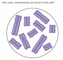 Diagram showing chromosomes in a cell