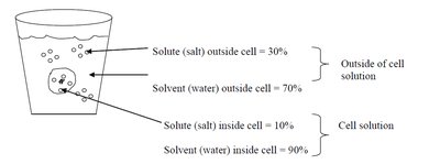 Diagram showing solute and solvent concentrations inside and outside a cell