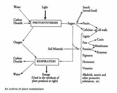 An outline of plant metabolism showing the relationship between photosynthesis, respiration, and biosynthetic pathways