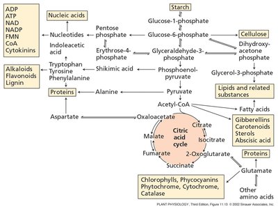 Relationship of respiratory intermediates to other plant biosynthetic pathways