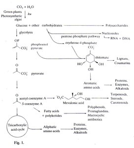 Origins of secondary metabolites and their biosynthetic pathways