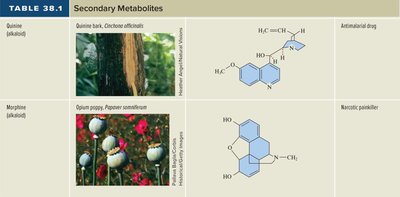 Table of secondary metabolites: alkaloids quinine and morphine, source, structure, and effect on humans