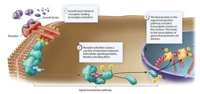 Signal transduction pathway leading to cell division
