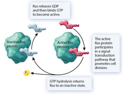 Ras protein cycle and its role in cell division