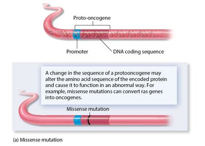 Missense mutation in proto-oncogene