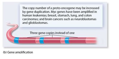 Gene amplification in proto-oncogene