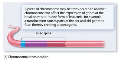 Chromosomal translocation creating fused gene
