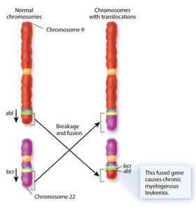 Retroviral insertion near proto-oncogene