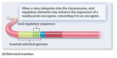 Chromosomal translocation causing chronic myelogenous leukemia