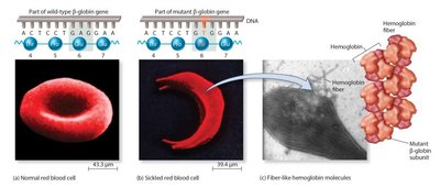 Sickle-cell hemoglobin and its effects on red blood cells