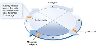Cell cycle checkpoints regulated by p53