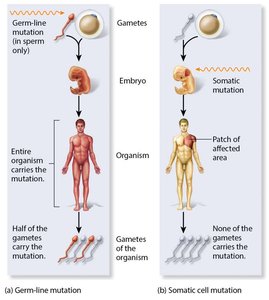 Germ-line and somatic cell mutations