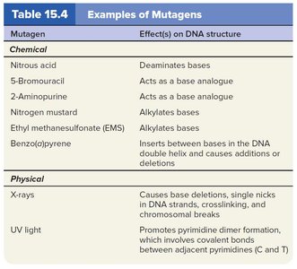 Examples of Mutagens and Their Effects on DNA Structure
