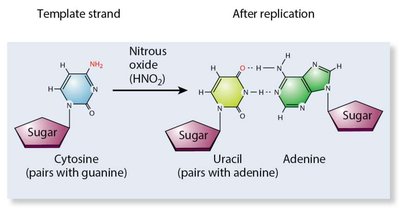 Nitrous oxide deaminates cytosine, leading to mutations