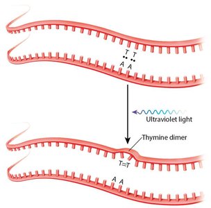 UV light causes thymine dimers in DNA