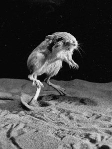 Australian jumping mouse