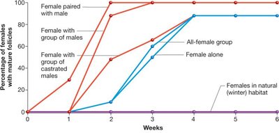 Graph of follicle maturation in female Anolis lizards