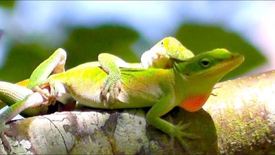 Examples of inter- and intrasexual selection