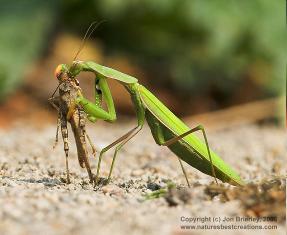 Praying mantis eating prey