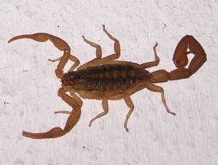 Scorpion