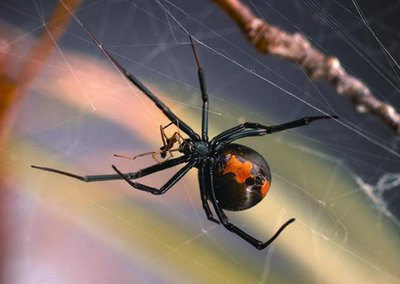 Redback spider courtship on web