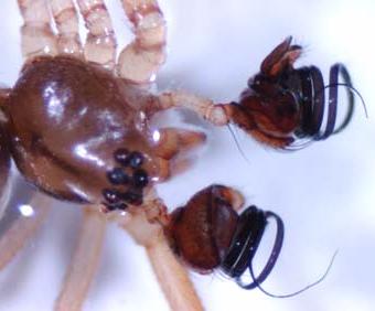 Close-up of spider palps