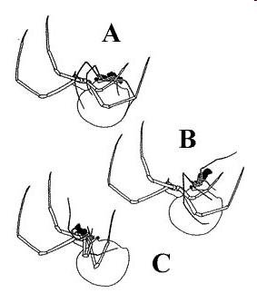 Diagram of redback spider mating sequence
