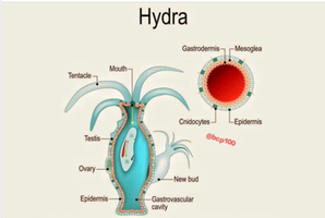 Diagram of a hydra showing tentacles, mouth, gastrovascular cavity, and tissue layers
