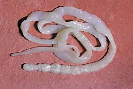 Tapeworm (Cestoda)