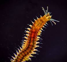 Polychaete (bristle worm)