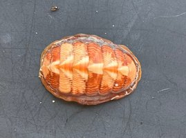 Chiton (Polyplacophora)