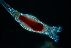 Microscopic image of a rotifer