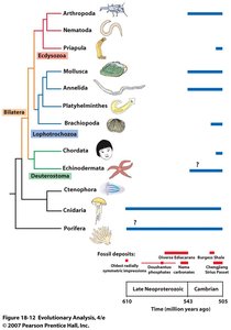 Cladogram showing animal phylogeny and fossil record timing