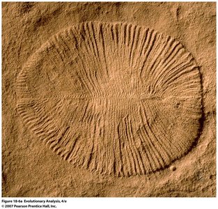 Precambrian fossil impression