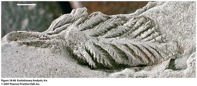 Precambrian fossil leaf-like structure