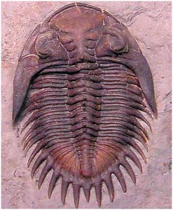Trilobite fossil, an extinct arthropod