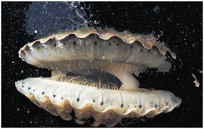 Bivalve (scallop)