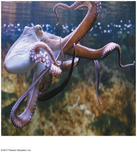Cephalopod (octopus)