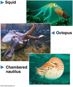 Cephalopod (octopus)