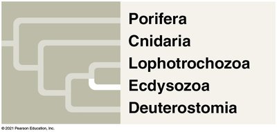 Errant annelid with parapodia and cirri