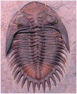 Trilobite fossil, an extinct arthropod