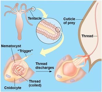 Diagram of cnidocyte and nematocyst mechanism
