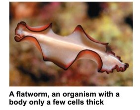A flatworm, an organism with a body only a few cells thick